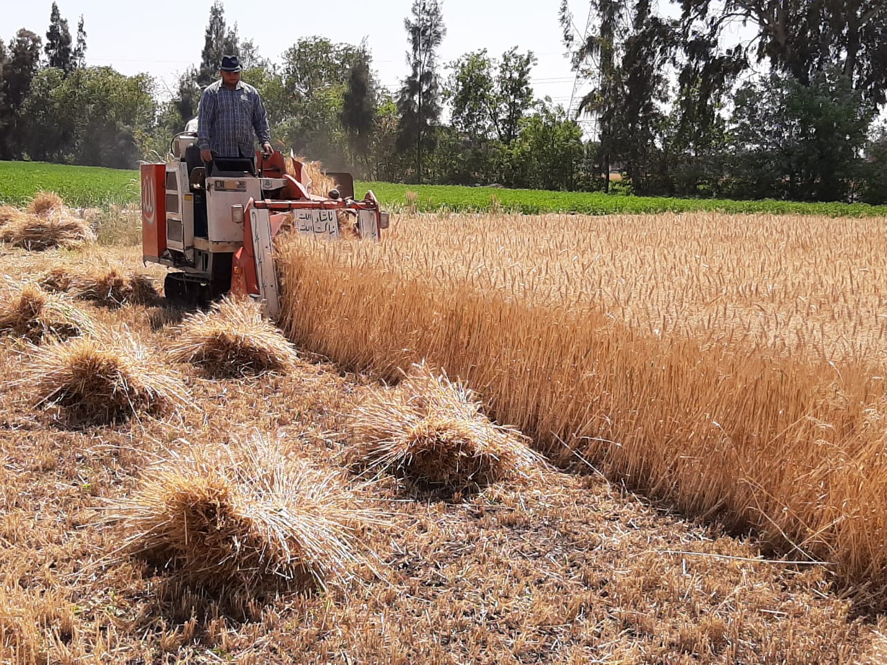 حصاد القمح المصري