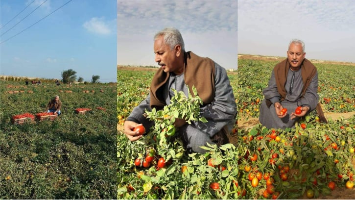 «نقيب الفلاحين» يُطالب  بتطبيق قانون الزراعات التعاقدية علي الطماطم