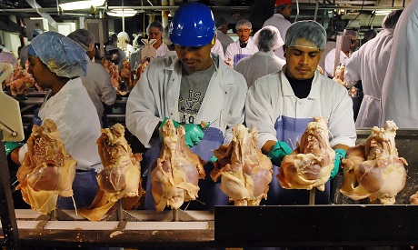Ahram-news-chicken-Egypt-export-ban-lifted