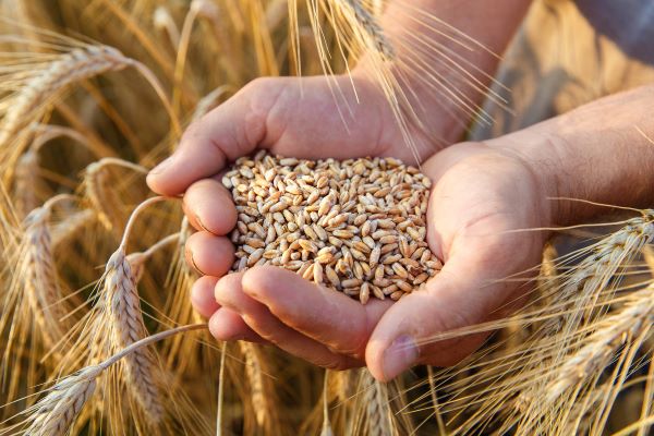 Global Wheat market and food security 