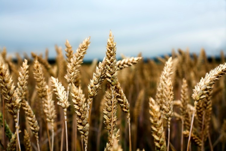 Egypt Wheat supply