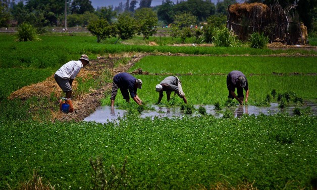 Farmers in an agriculture field