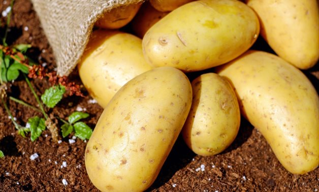 Egyptian Potatoes exports