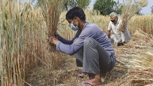 Egypt’s agricultural sector with farmers in a wheat field